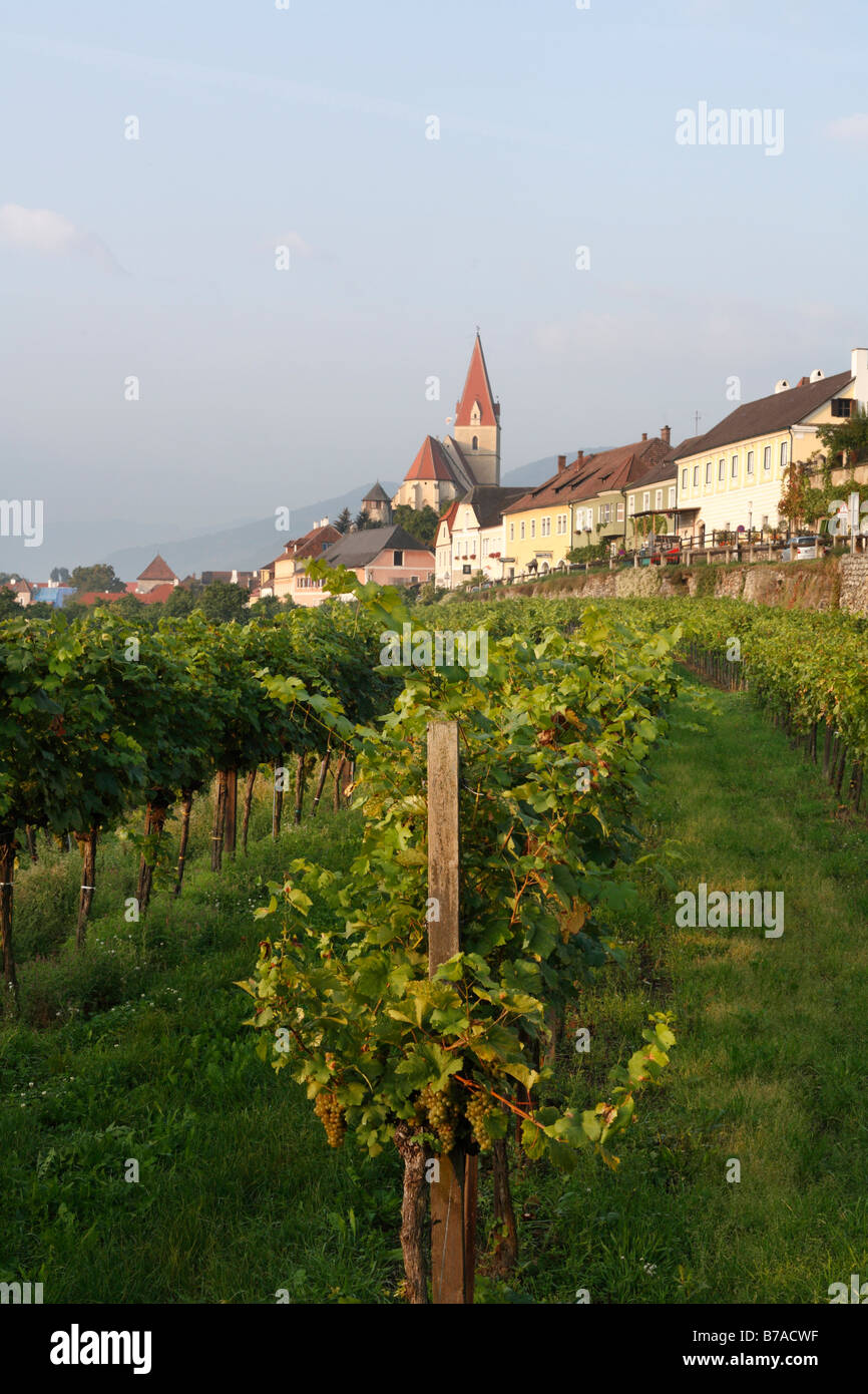 Vineyard in Weissenkirchen in der Wachau, Waldviertel, Forest Quarter, Lower Austria, Austria, Europe Stock Photo