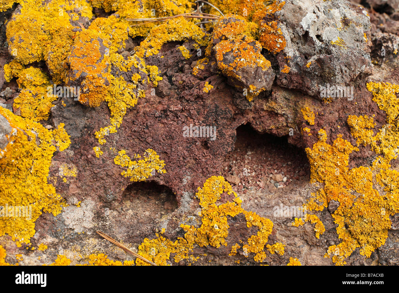 Sulphur lichen on lava stone, La Gomera, Canary Islands, Spain, Europe Stock Photo