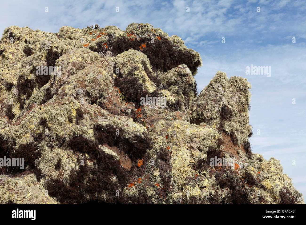 Lichen on lava stone, Majona, La Gomera, Canary Islands, Spain, Europe Stock Photo