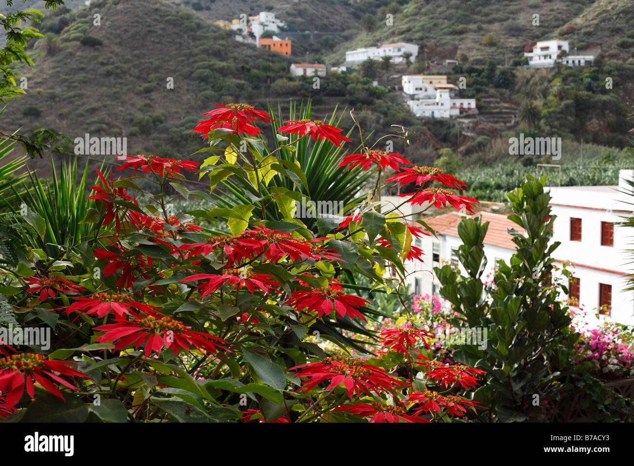 Flowering Christmas Star or Poinsettia (Euphorbia pulcherrima), Hermigua, La Gomera, Canary Islands, Spain, Europe Stock Photo