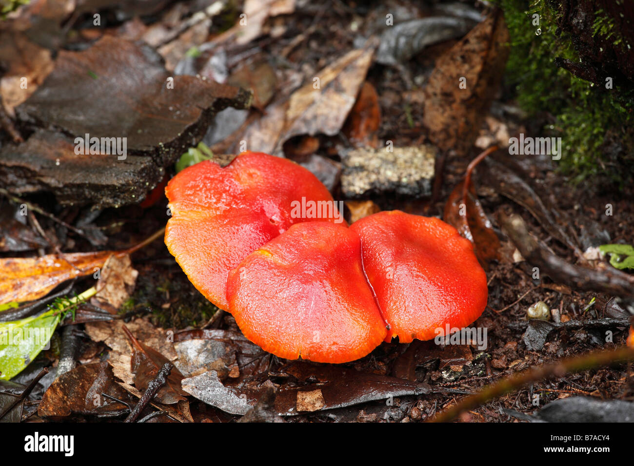 Mushrooms in a cloud forest, Garajonay National Park, La Gomera, Canary Islands, Spain, Europe Stock Photo