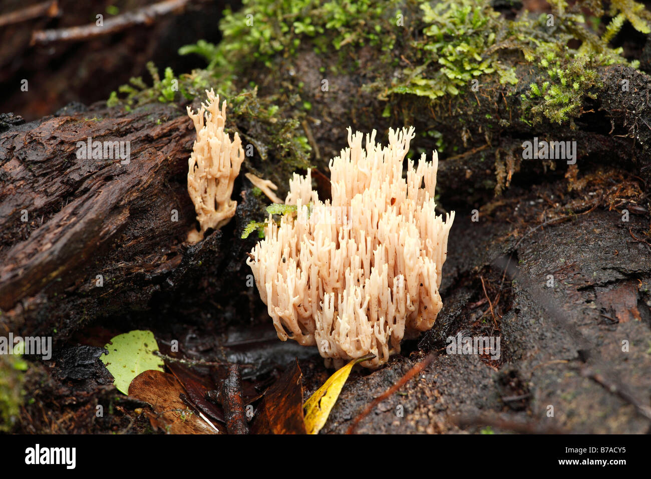 Mushrooms in a cloud forest, Garajonay National Park, La Gomera, Canary Islands, Spain, Europe Stock Photo