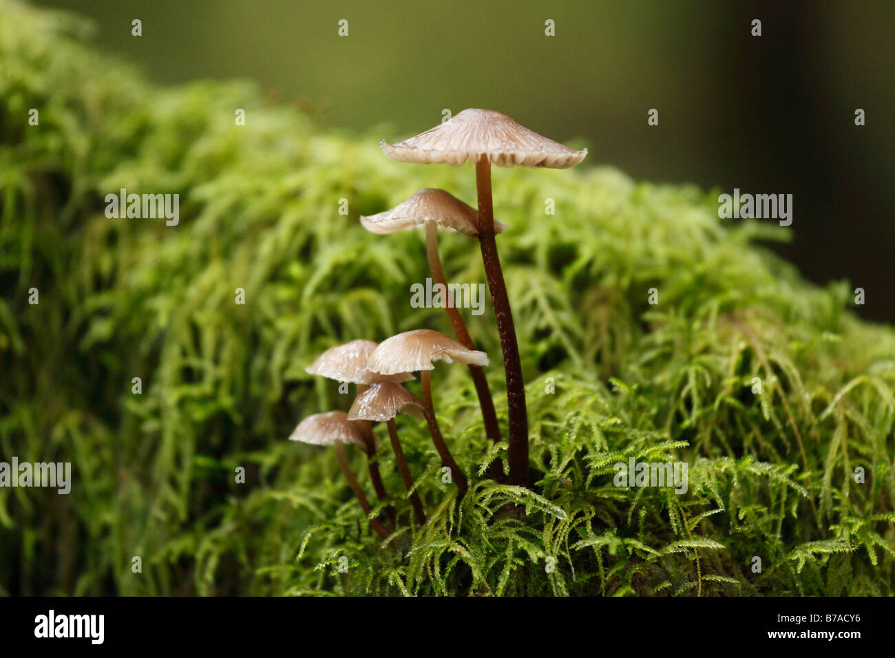 Mushrooms and moss in a cloud forest, Garajonay National Park, La Gomera, Canary Islands, Spain, Europe Stock Photo