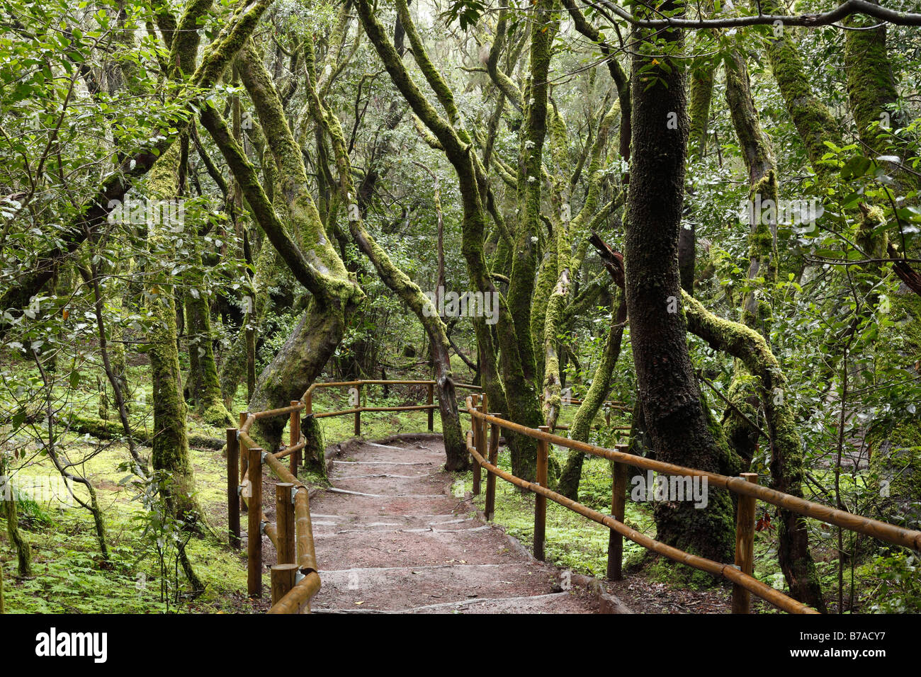 Path leading through a cloud forest, Laguna Grande, Garajonay National Park, La Gomera, Canary Islands, Spain, Europe Stock Photo