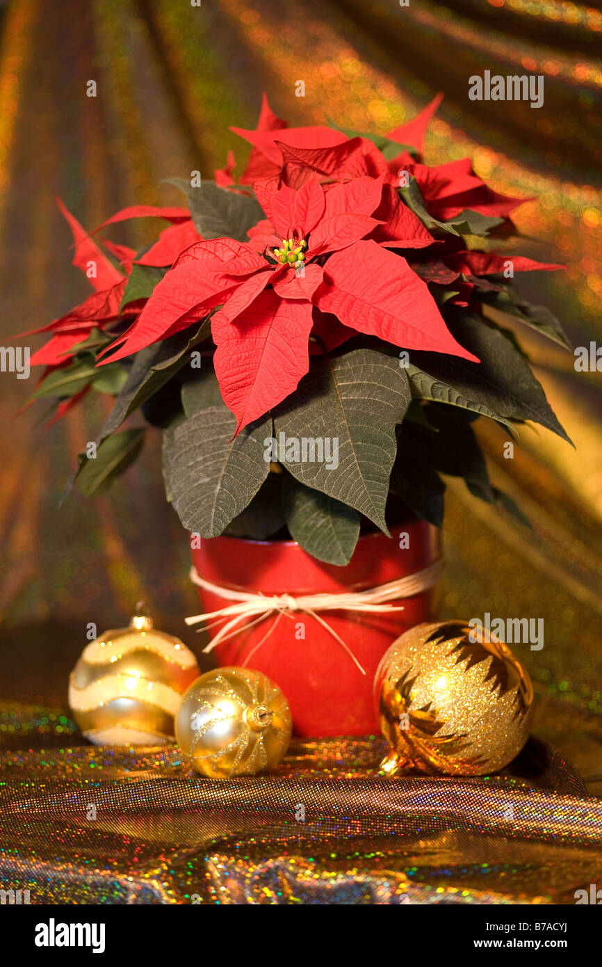 Poinsettia or Christmas Star with Christmas decoration Stock Photo