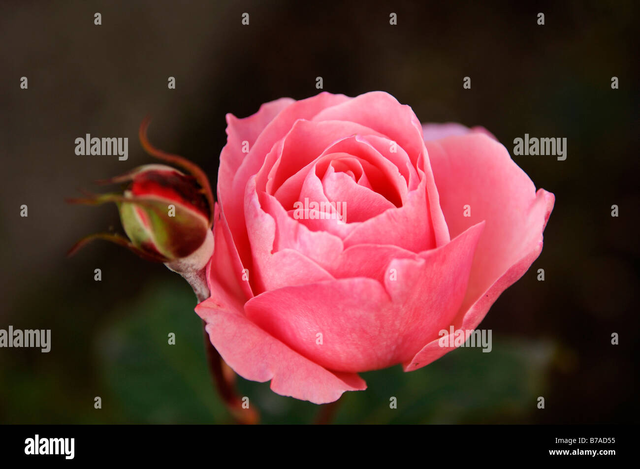 Rose Bloom (Rosa) and rosebud, Wachenroth, Middle Franconia, Bavaria, Germany, Europe Stock Photo