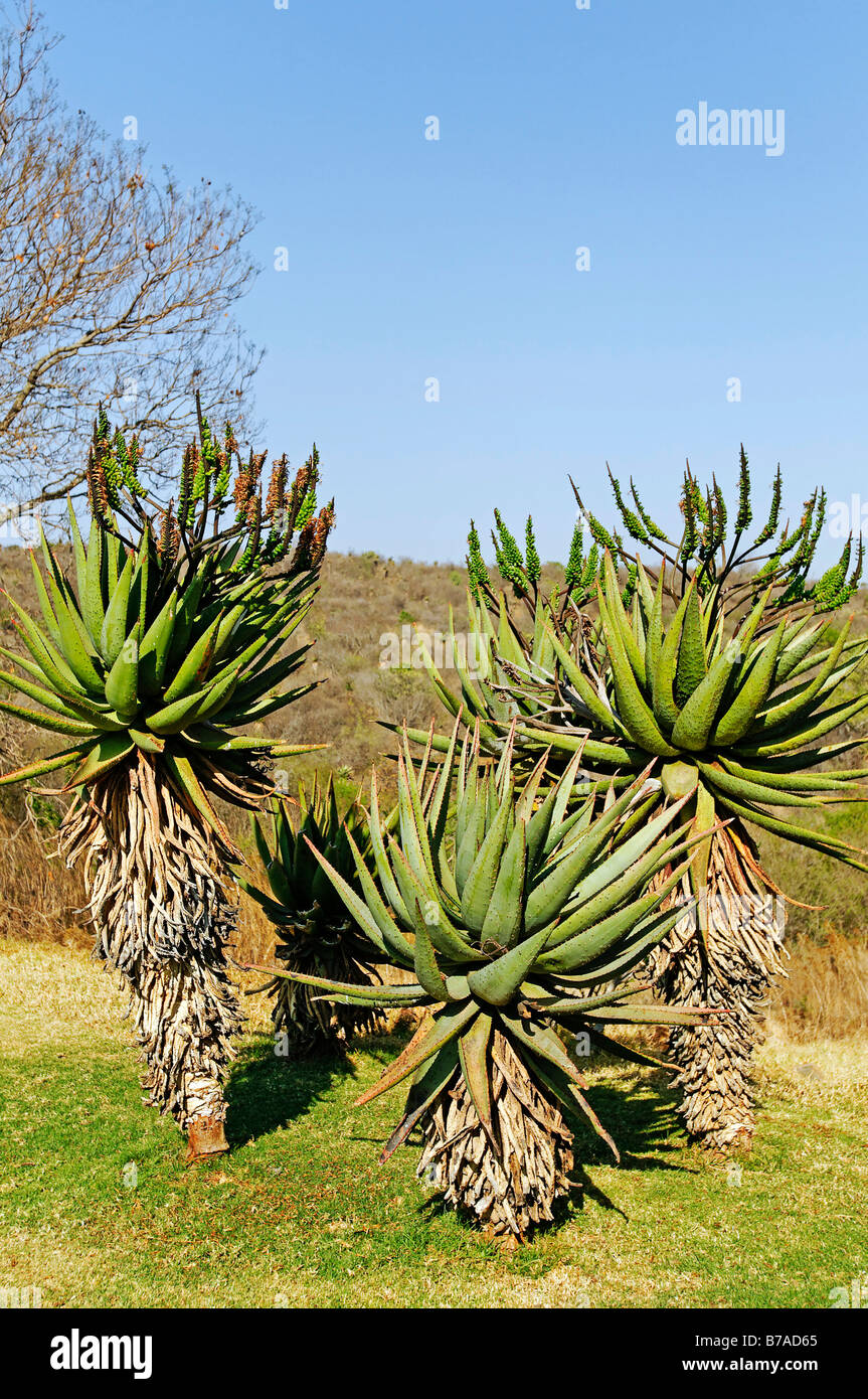 Aloe plant (Aloe), Kwazulu-Natal, South Africa, Africa Stock Photo -
