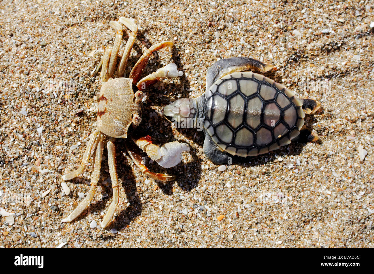 Crab (Brachyura) with dead Sea Turtle (Cheloniidae) as prey, Cape York Peninsula, Queensland, Australia Stock Photo