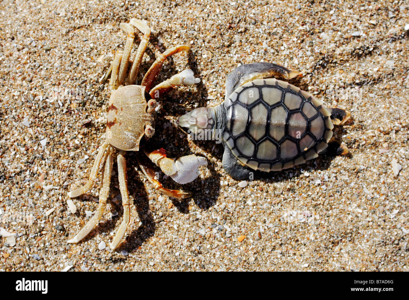 Crab (Brachyura) with dead Sea Turtle (Cheloniidae) as prey, Cape York Peninsula, Queensland, Australia Stock Photo