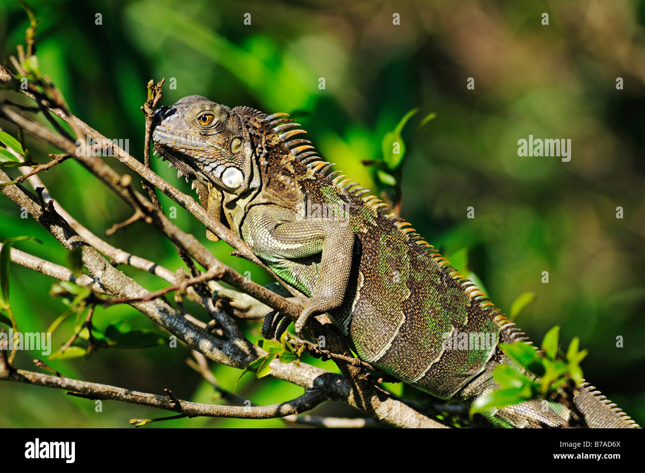 Lizzard (Iguanidae) in Costa Rica, Central America Stock Photo