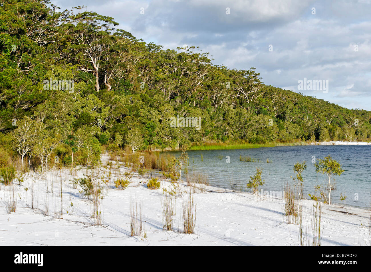 Beach of the Lake McKenzie, Fraser Island, Queensland, Australia Stock Photo