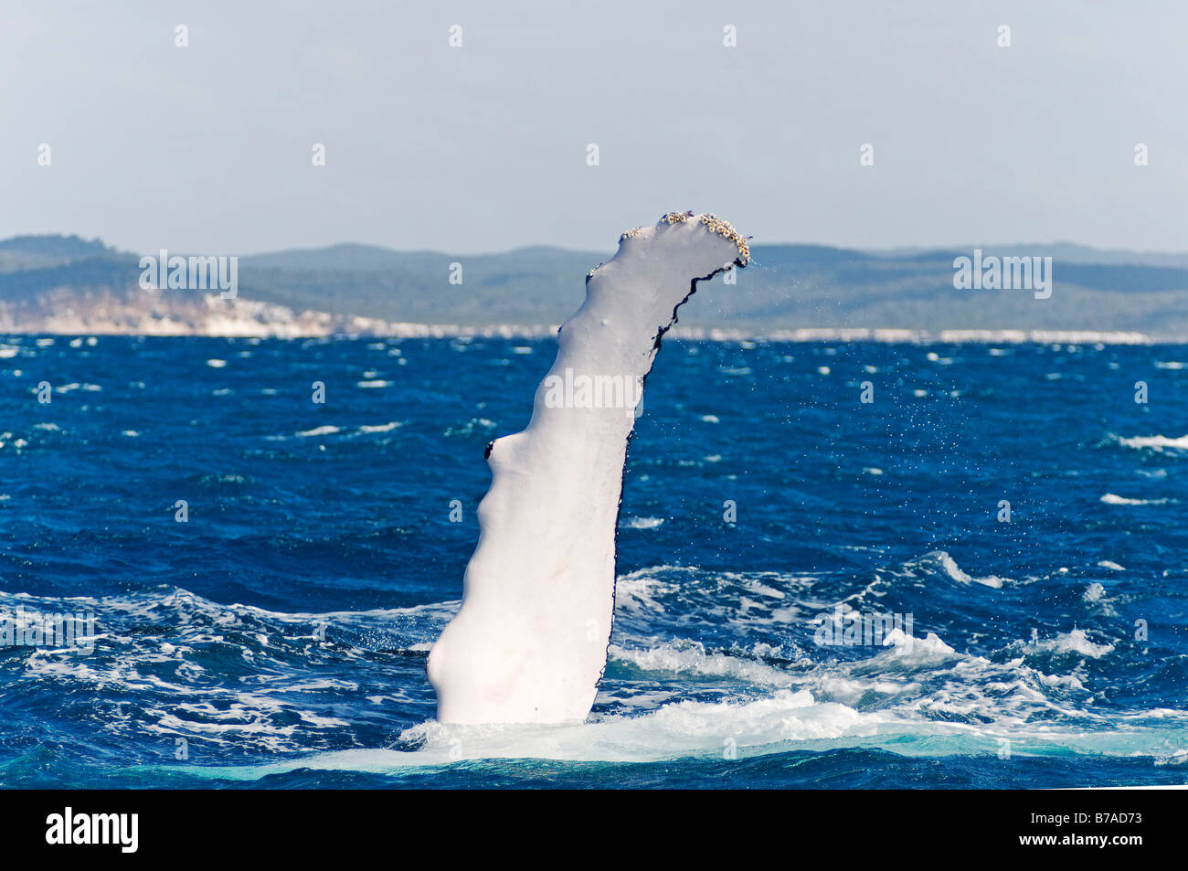 Flipper, pectoral fin of a Humpback Whale (Megaptera novaeangliae) in Hervey Bay in front of Fraser Island, Queensland, Austral Stock Photo