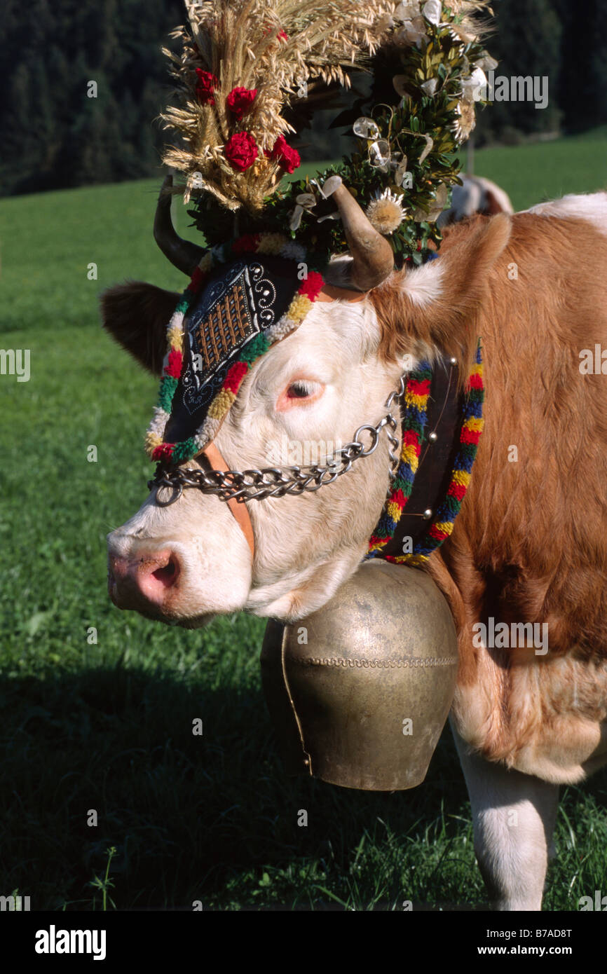 Decorated cow, transhumance, North Tyrol, Austria, Europe Stock Photo