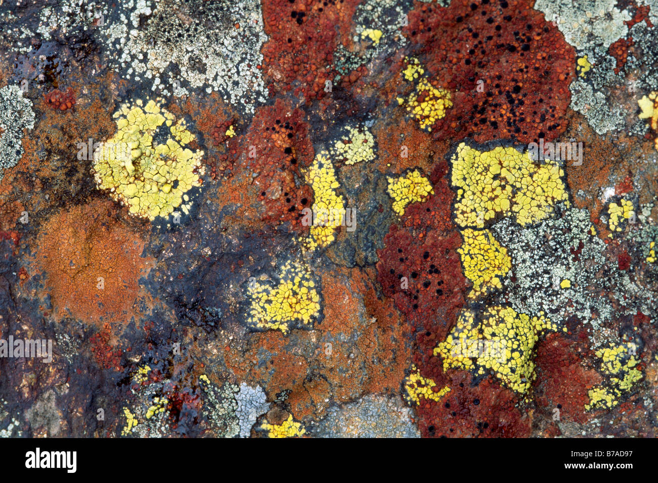 Lichens (Rhizocarpon geographicum) growing on stone, North Tyrol, Austria, Europe Stock Photo