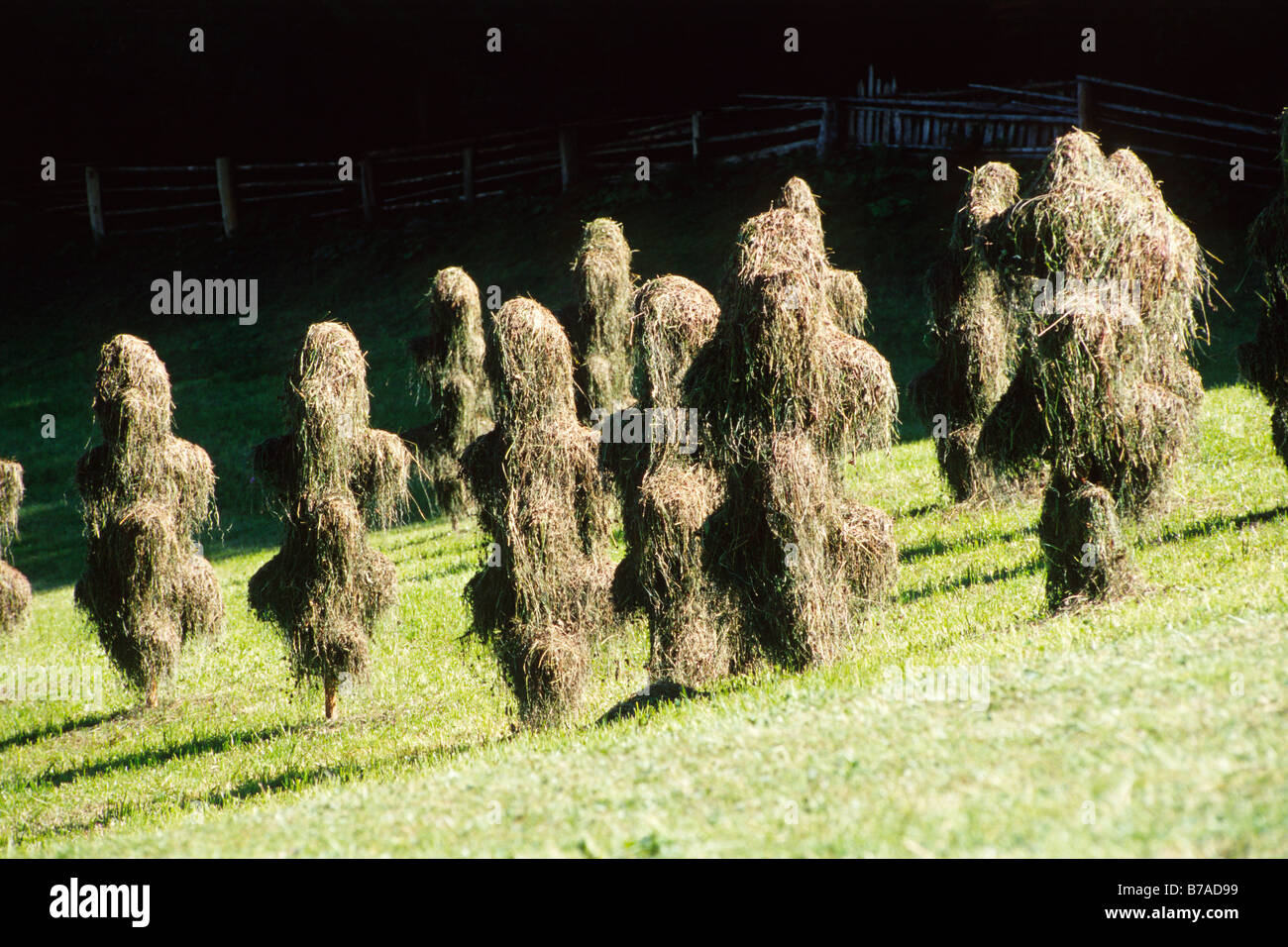 Stacks of hay during hay harvest in North Tyrol, Austria, Europe Stock Photo