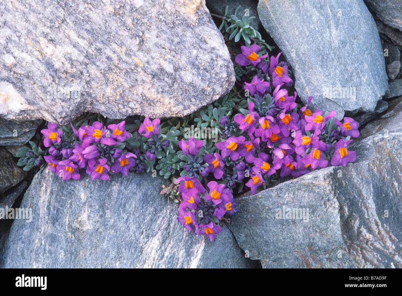 Alpine toadflax (Linaria alpina), National Park Hohe Tauern, East Tyrol, Austria, Europ Stock Photo