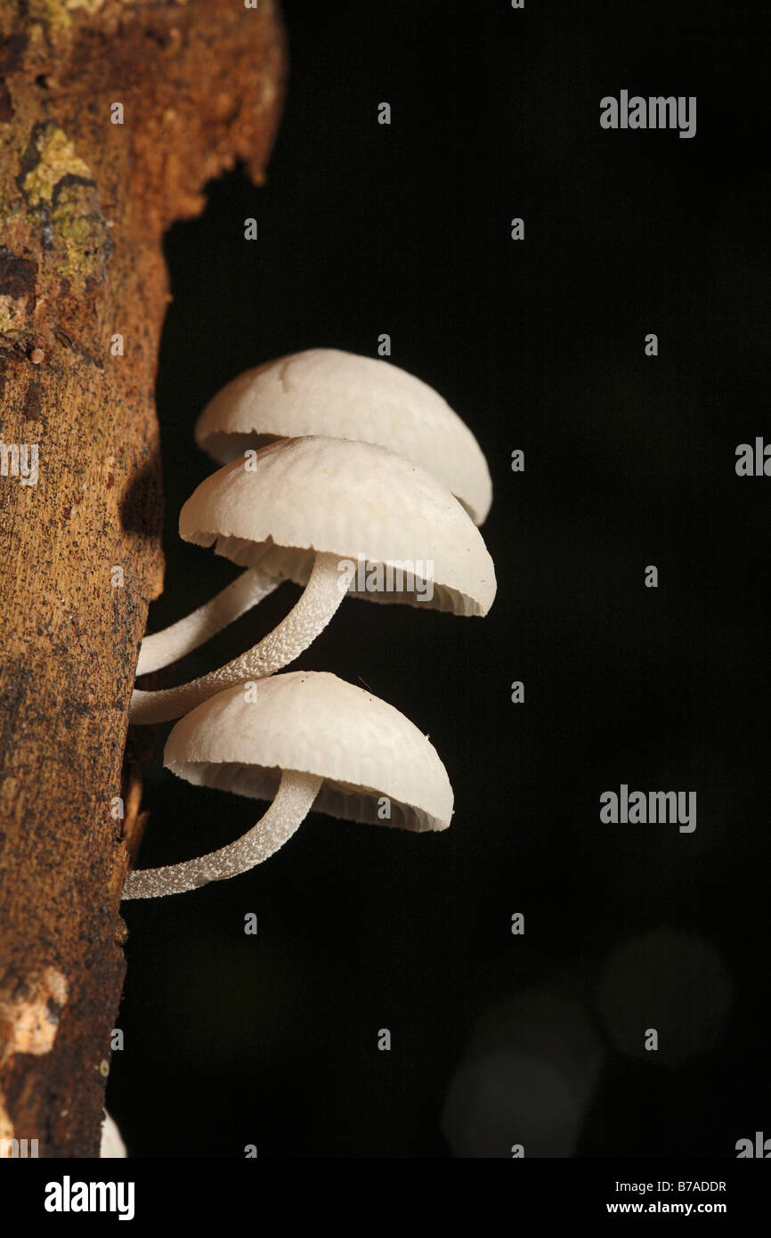 Tree Fungi (Xylobiont), Samboja, East Kalimantan, Borneo, Indonesia, Southeast Asia Stock Photo