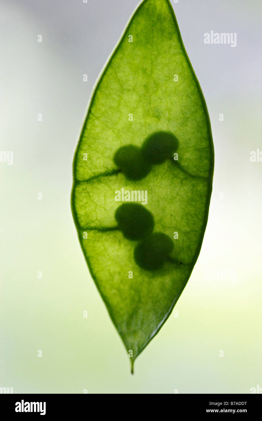 Perennial Honesty Leaf (Lunaria rediviva Stock Photo - Alamy