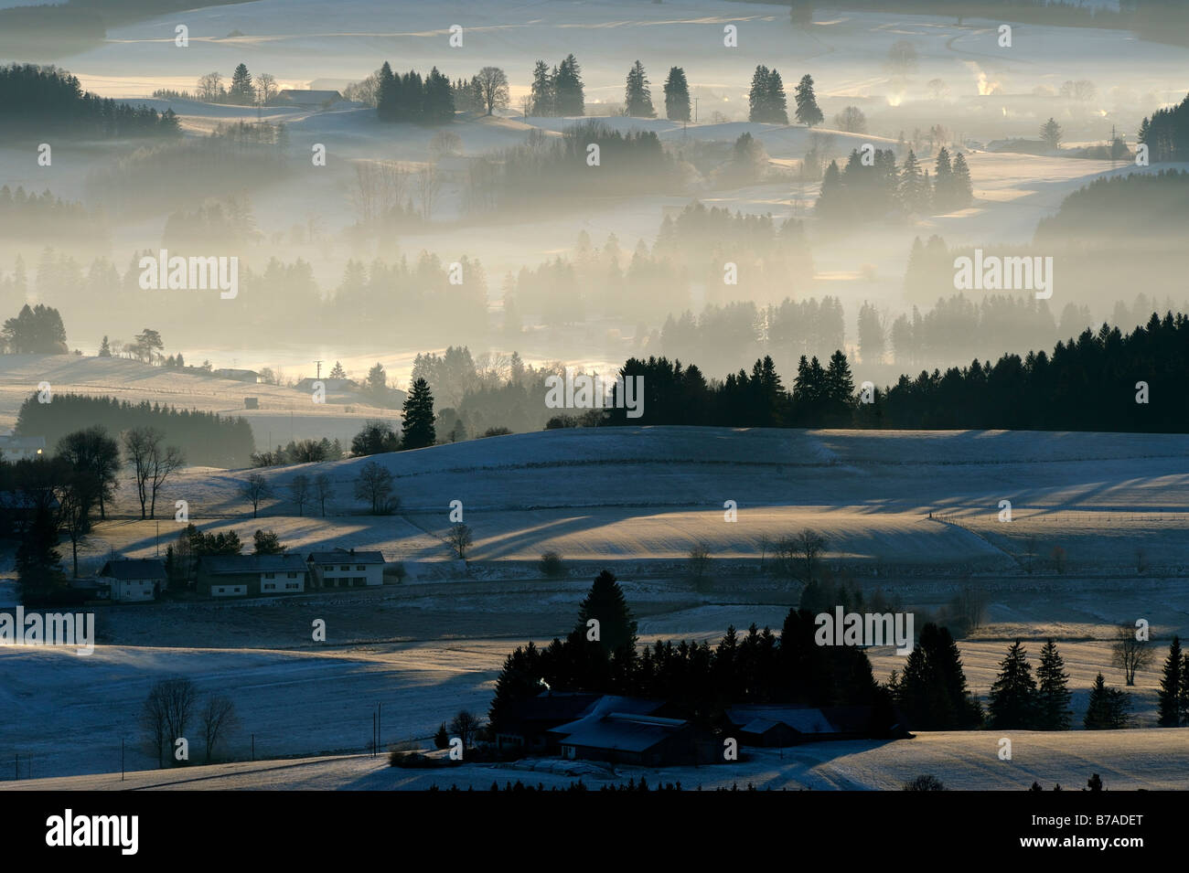 Forested area in morning light, Auerberg, Markt Oberdorf, Allgaeu, Bavaria, Germany, Europe Stock Photo