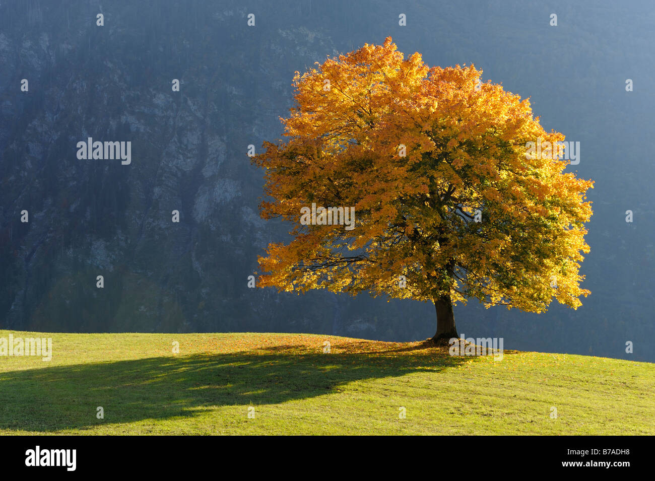 Lime tree (Tilia) autumnal colors, Klausenpass, Switzerland, Europe Stock Photo