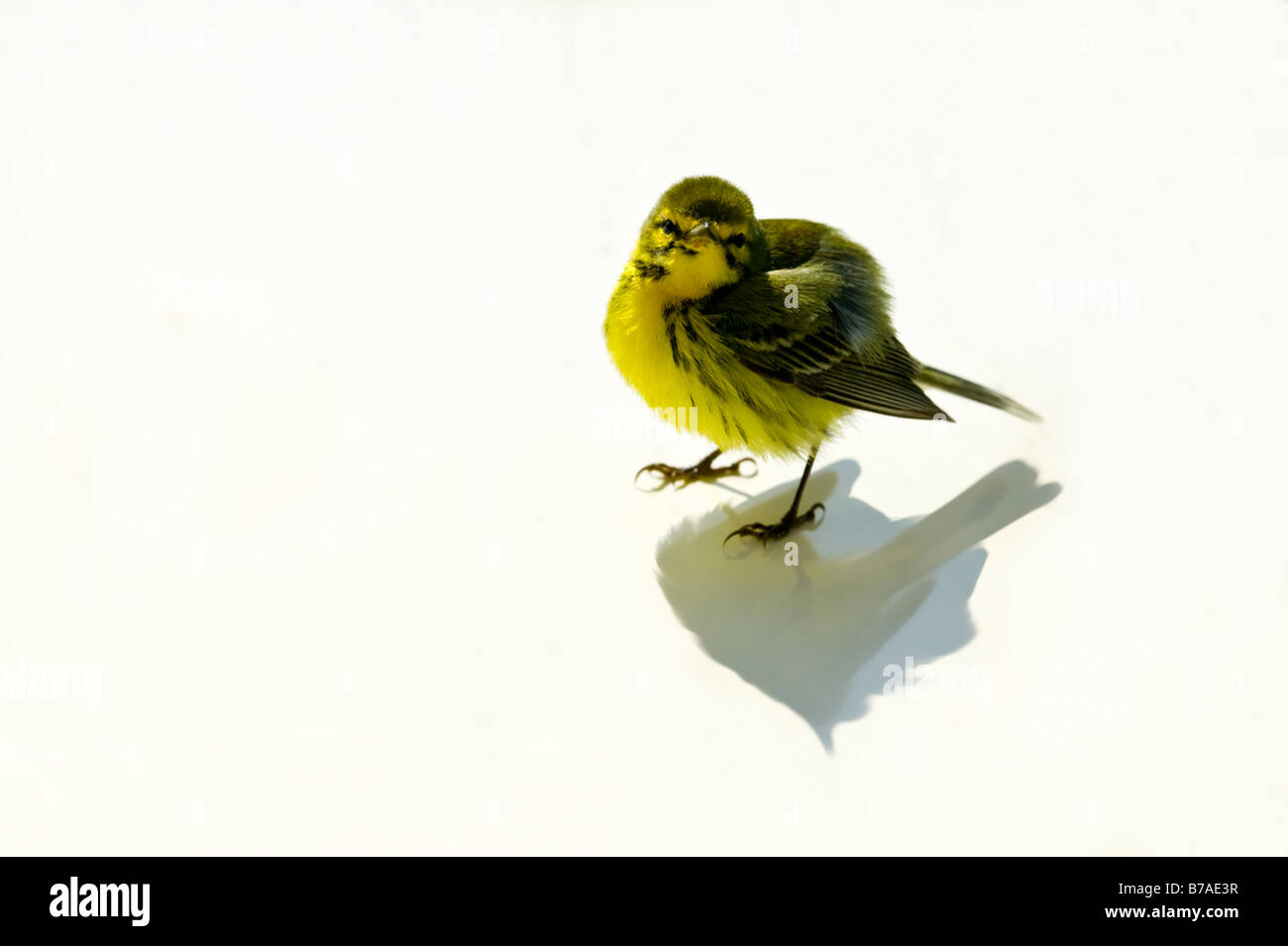 Goldenfinch on white background with shadow BHZ Stock Photo