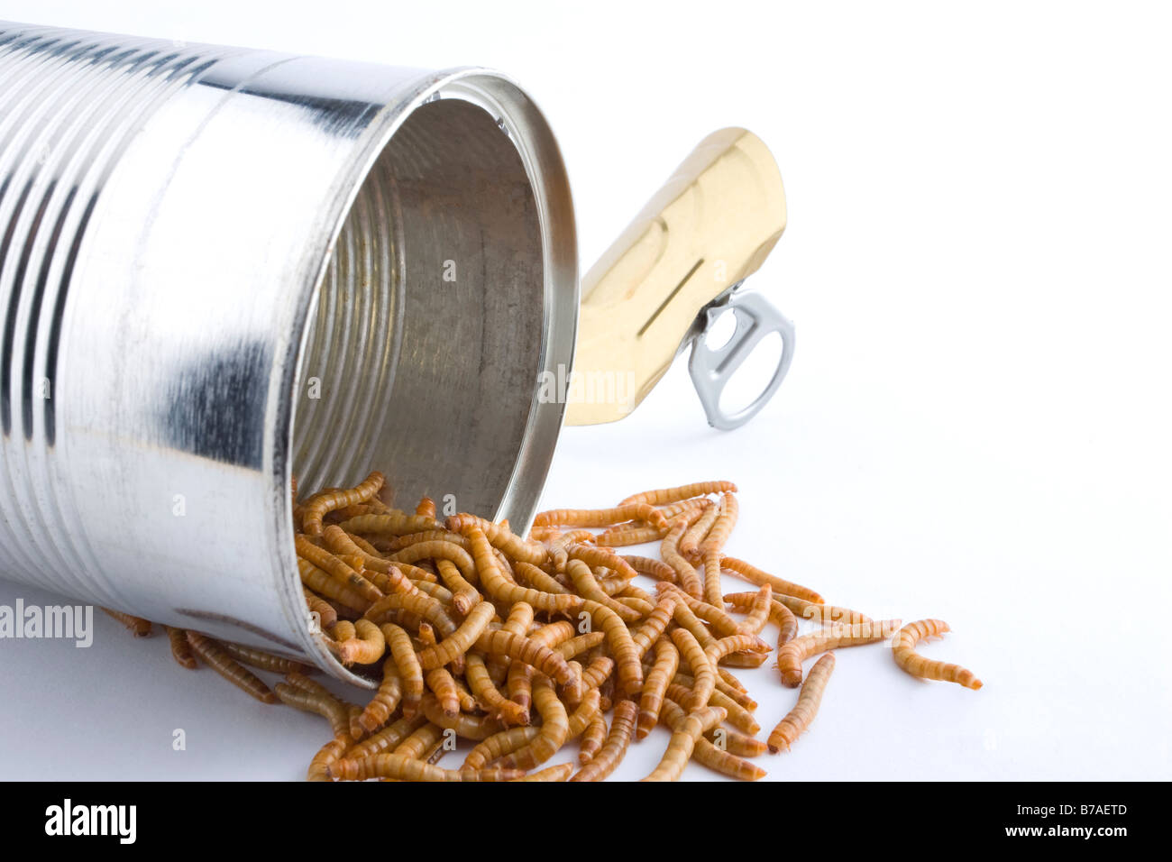Can of worms hires stock photography and images Alamy