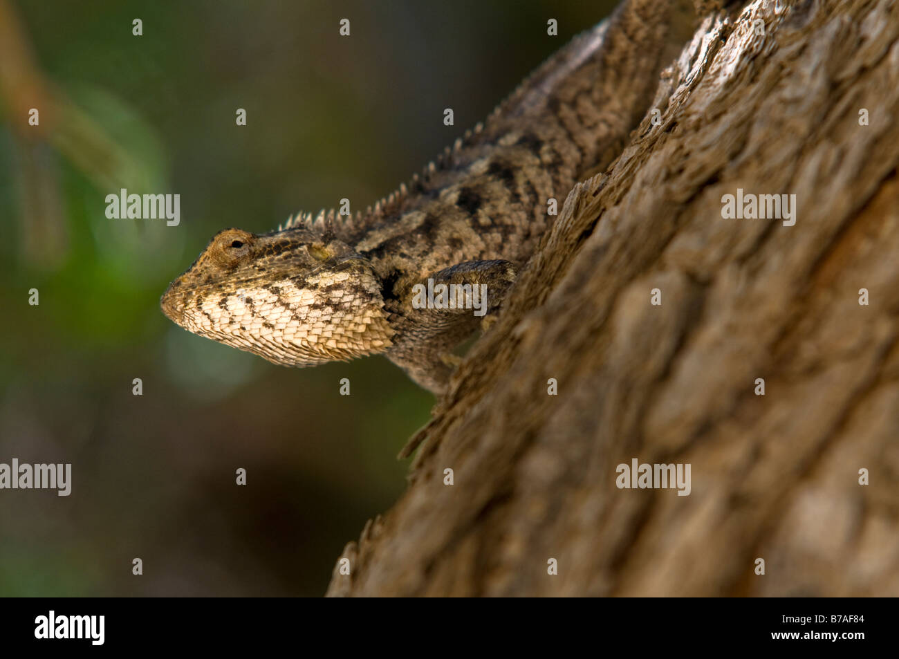 common bloodsucker, Indian variable lizard, variable agama, chameleon (Calotes versicolor).Thar Desert.Jaisalmer. India Stock Photo
