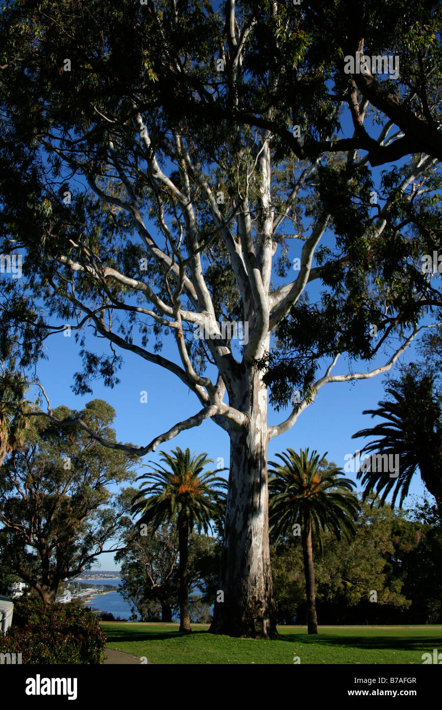 Kings Park, Perth Stock Photo Alamy