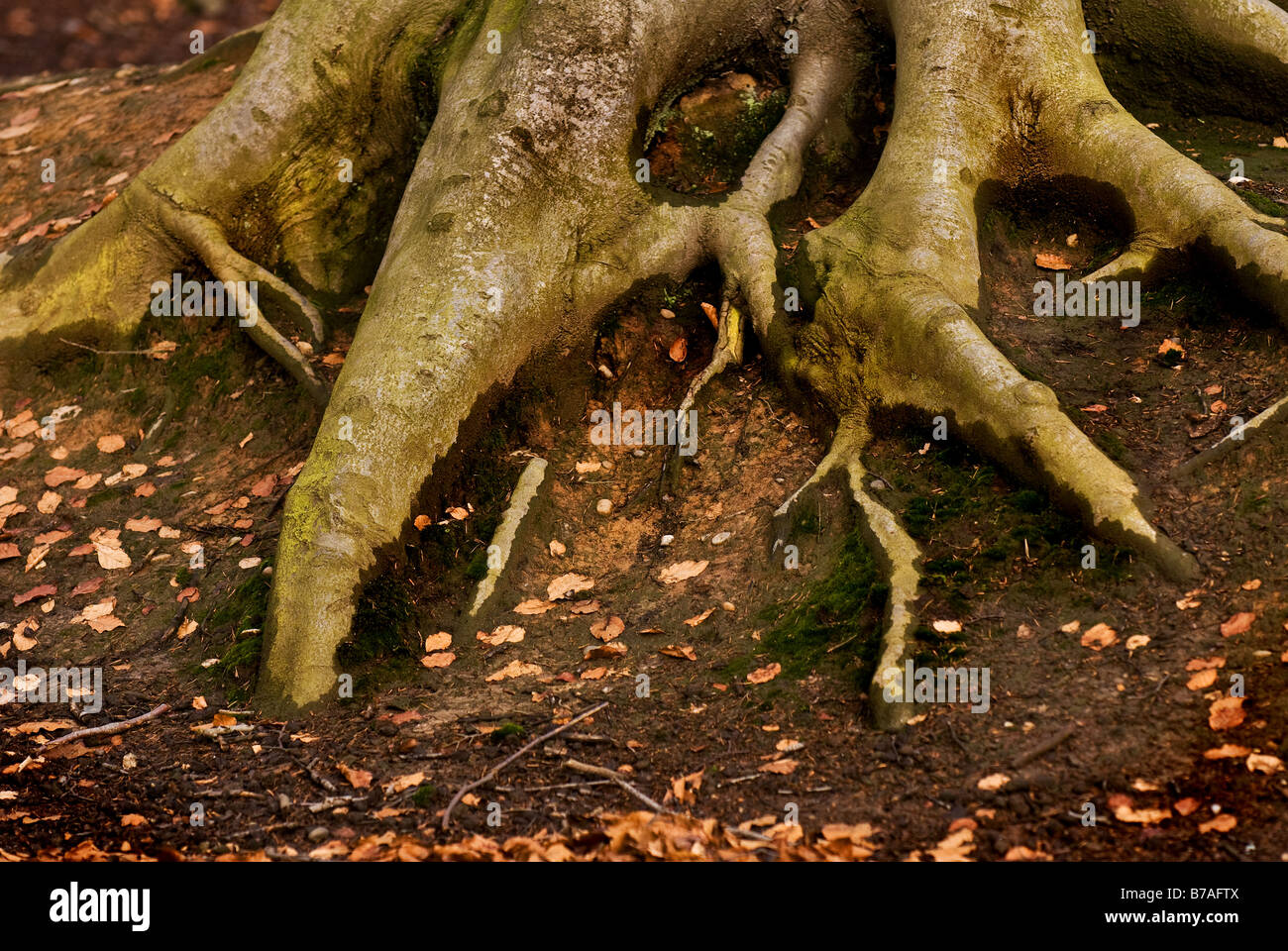 Beech tree roots Stock Photo Alamy