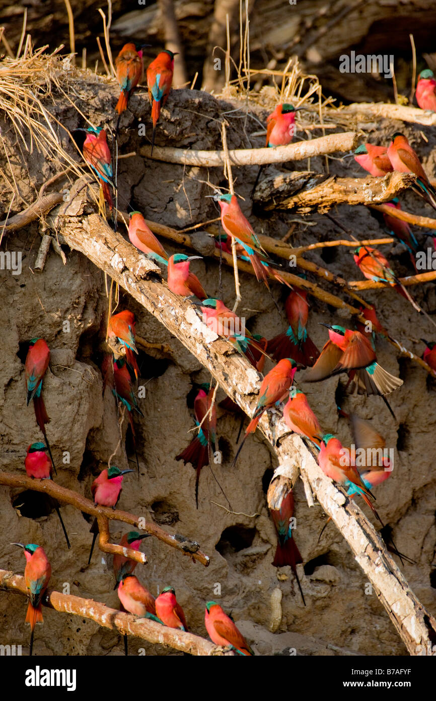 Southern Carmine Bee-eaters at their Mud Wall Nests, Okavango Panhandle, Botswana Stock Photo