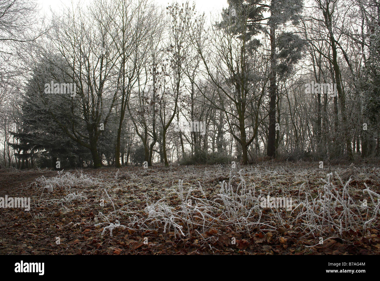 Hoar frost sparkle hi-res stock photography and images - Alamy