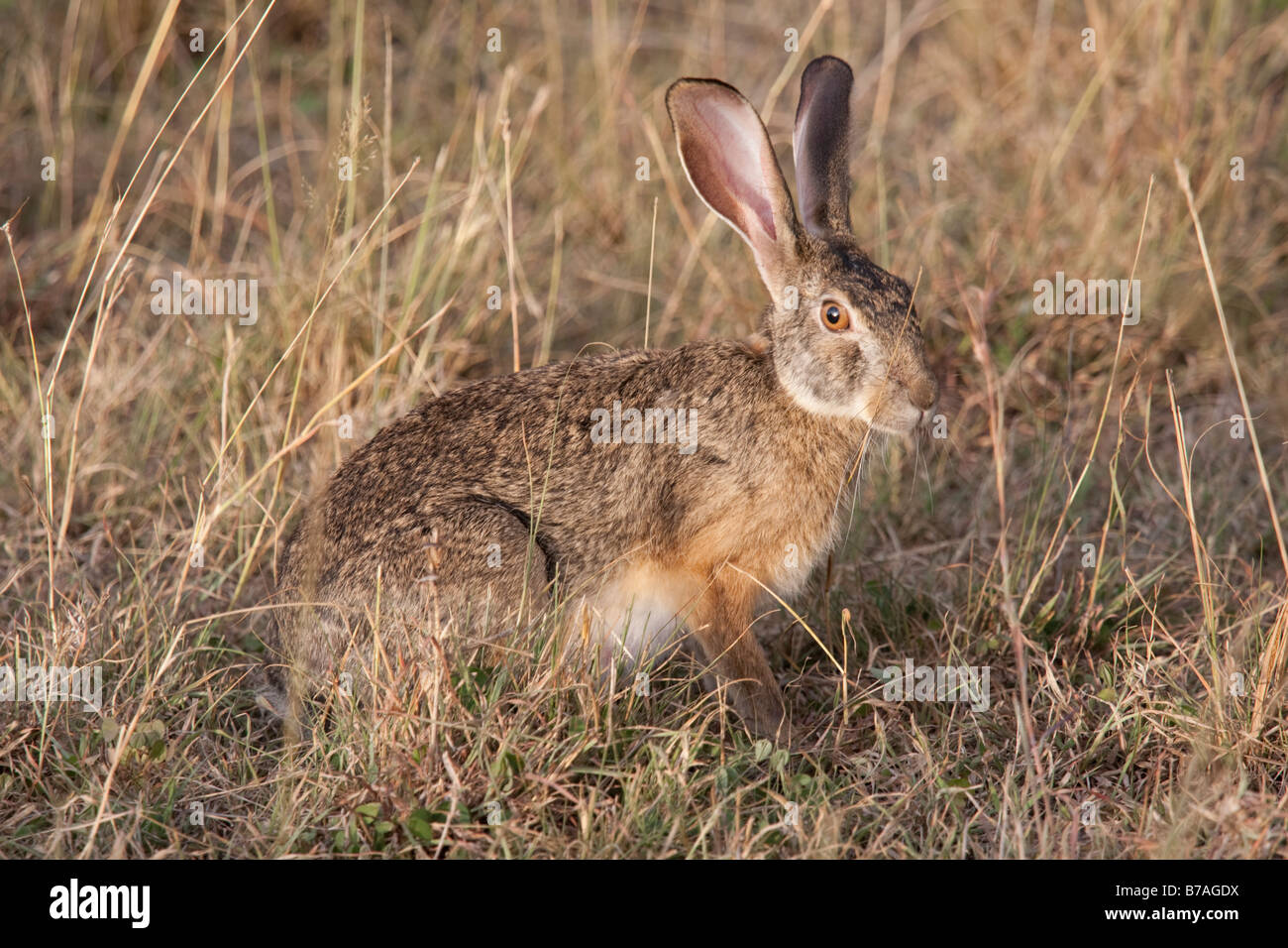 Cape hare Lepus capensis on open savannah plains Masai Mara North Reserve Kenya Stock Photo
