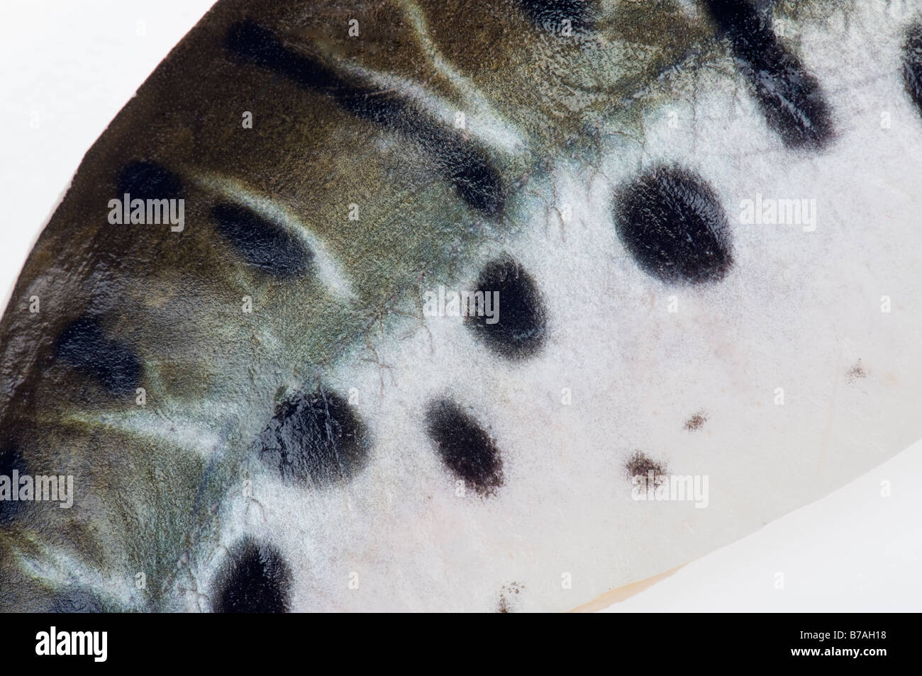 filet of tiger catfish Pseudoplatystoma fasciatum brasil filet fillet points pointed black and white bw spots spotted nice skin Stock Photo