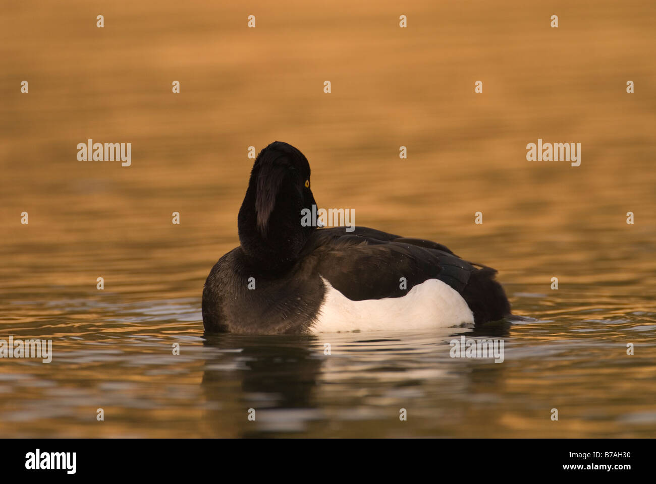 Male tufted duck Aythya fuligula showing crest from behind Linlithgow loch West Lothian Scotland February Stock Photo
