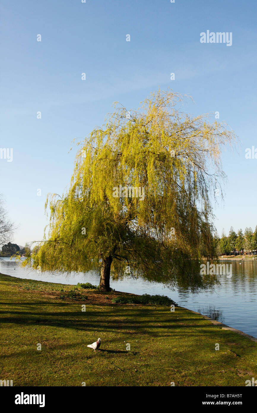 Weeping Willow Tree growing on the banks of Roath Park Lake, Cardiff, South Wales, U.K. Stock Photo