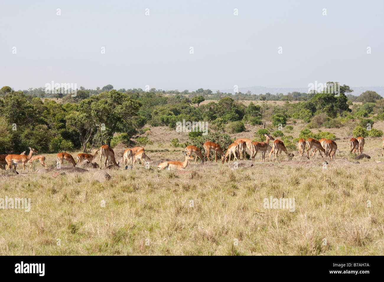 Breeding herd of impala Aepyceros melampus Masai Mara North Reserve Kenya Stock Photo