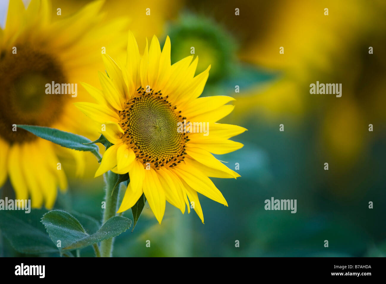 Sunflowers in an Indian field. Grown or the seed crop. Andhra Pradesh