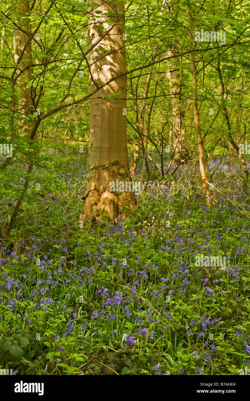 Bluebell Wood Stock Photo
