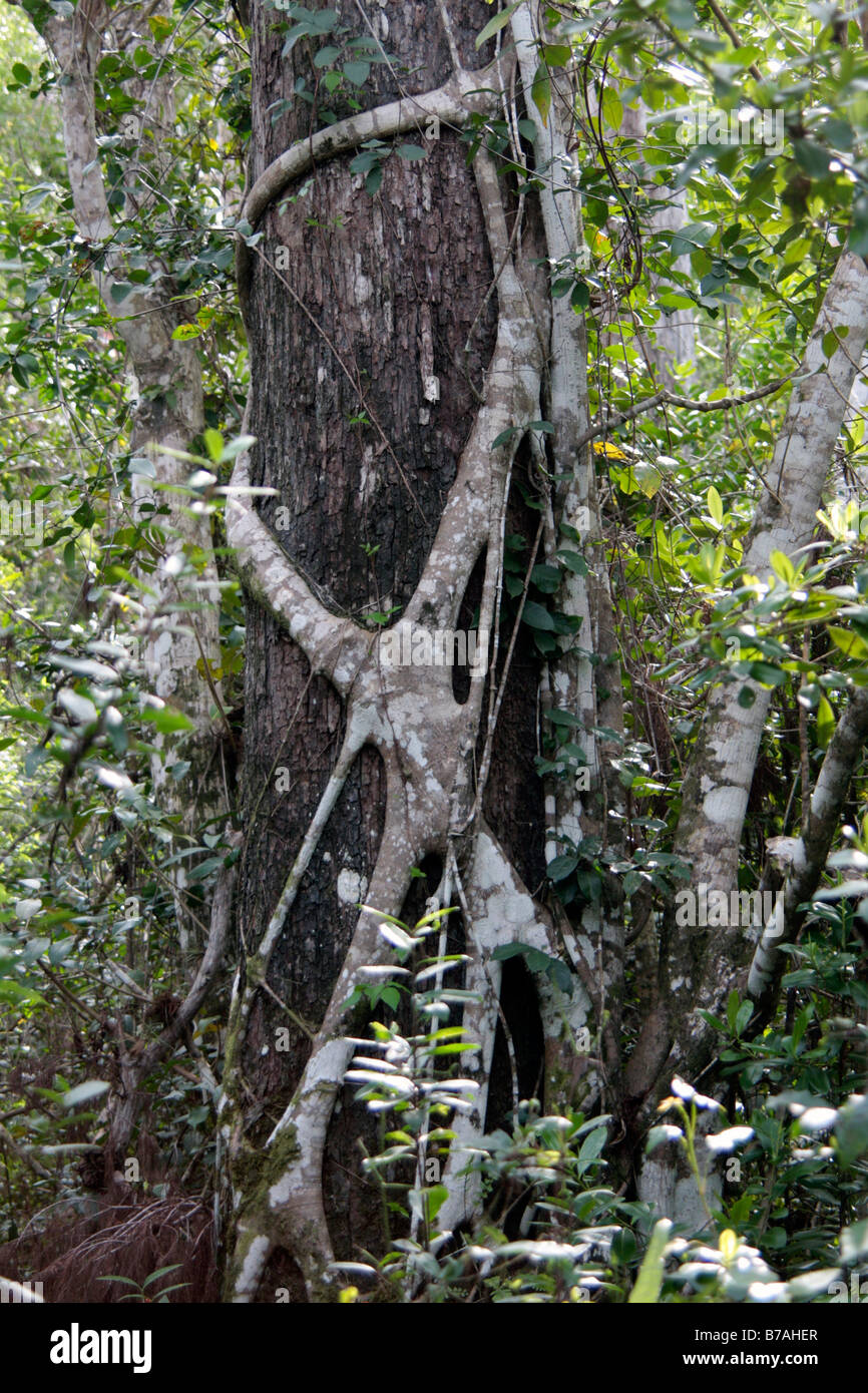 Strangler Fig Stock Photo Alamy
