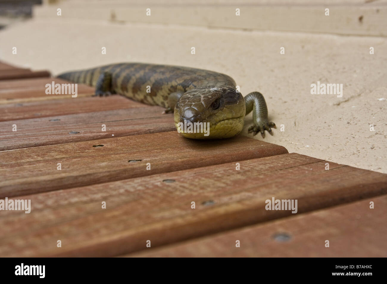 Blue tongue lizard. Rye Victoria Australia Stock Photo Alamy