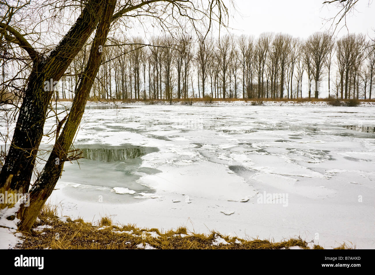 floe floes frozen nature landscape land danube donau river banks winter wintertime white snow ice icy cold cool water trees will Stock Photo