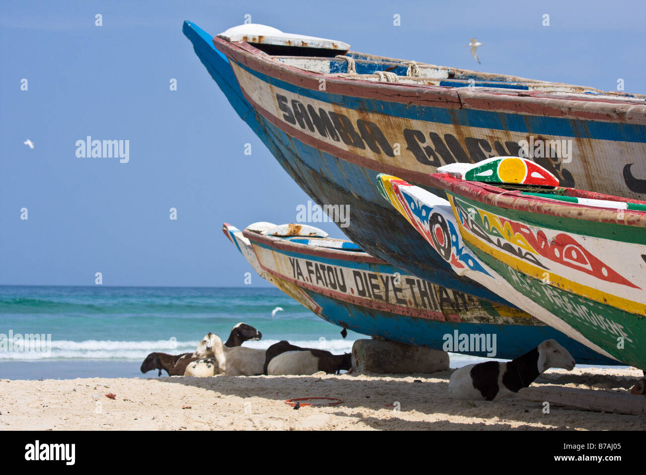 Black and white-spotted sheep and goats snooze in the shade of colorfully-painted boats that line the beach of Yoff. Stock Photo