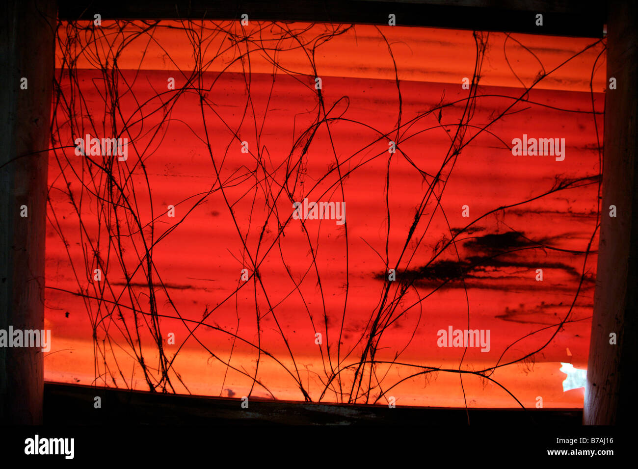 Red textured window in abandoned house with vines. Stock Photo