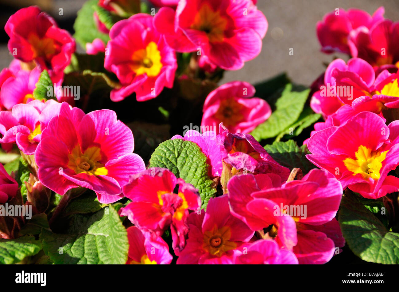 the end of flowers Stock Photo Alamy