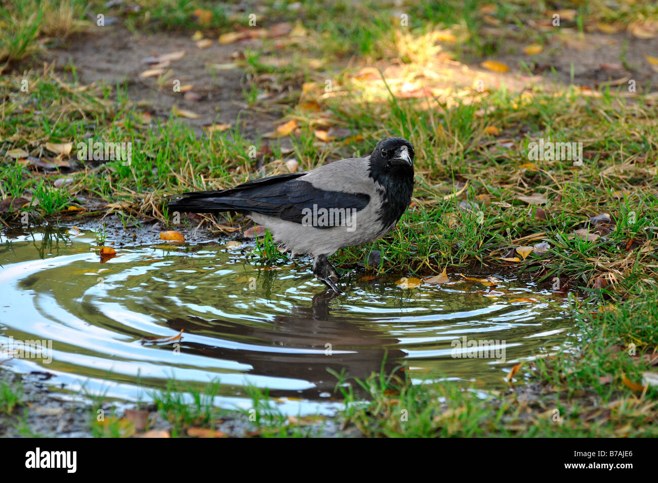 Israel Coastal Plains Hooded Crow Corvus cornix in a garden Stock Photo
