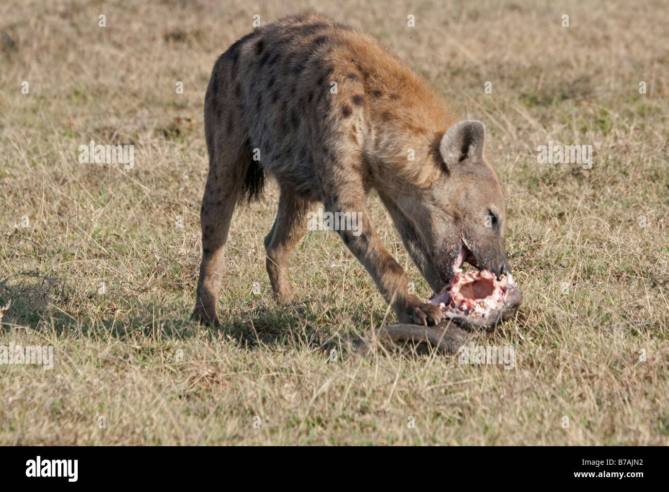 Spotted hyaena Crocuta crocuta eating skull on open savannah plains Masai Mara North Reserve Kenya Stock Photo