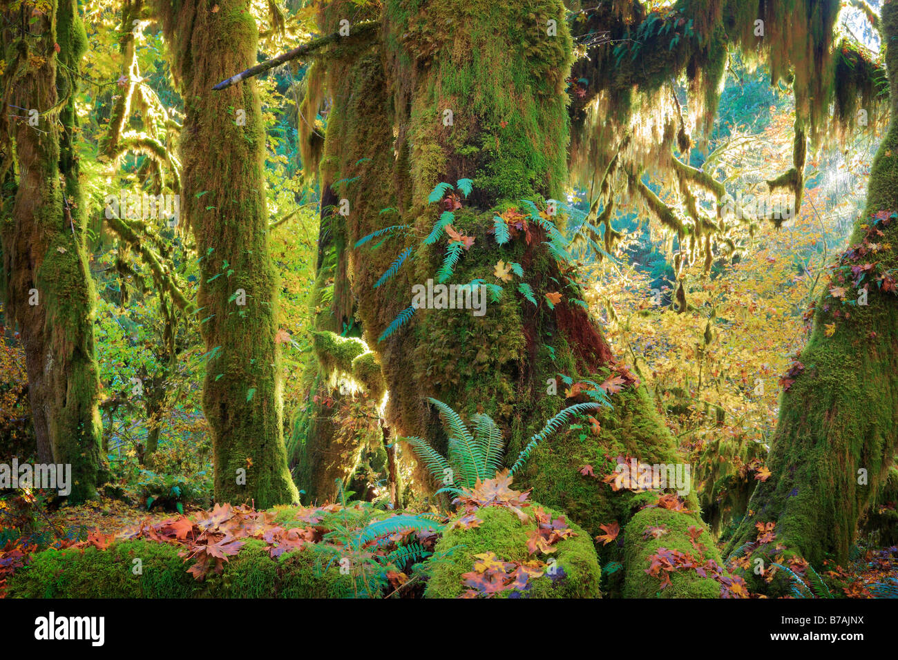 Hoh rain forest in Olympic National Park in autumn Stock Photo