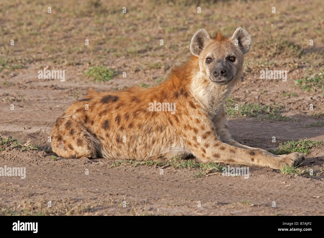 Spotted hyaena lying down on on open savannah plains Masai Mara North Reserve Kenya Stock Photo