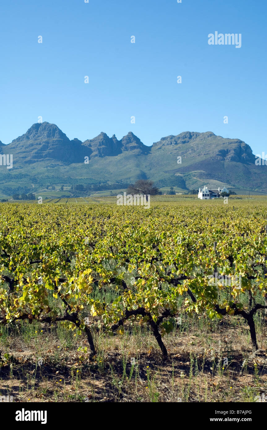 Vineyard on a small family estate near Stellenbosch Western Cape South Africa Stock Photo