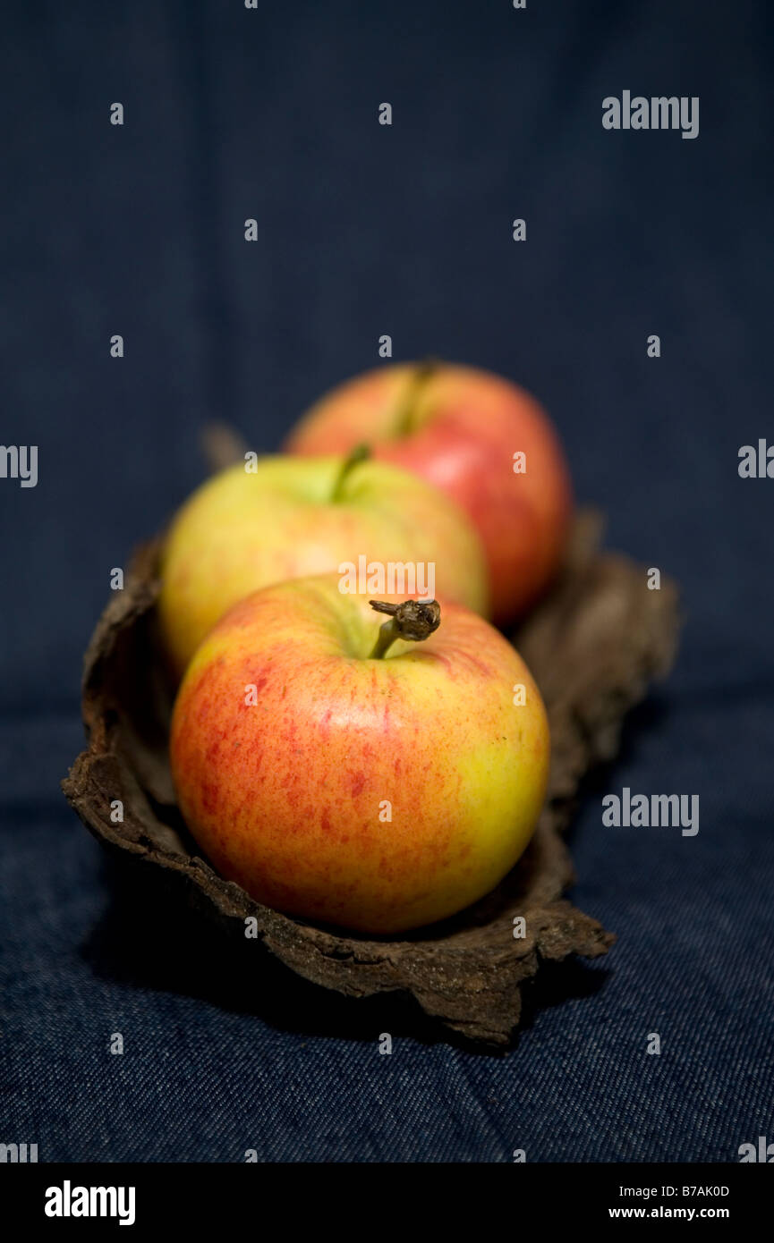 Three British royal gala apples on a piece of wood and a blue back